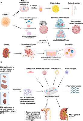 Recent advances in extracellular matrix manipulation for kidney organoid research